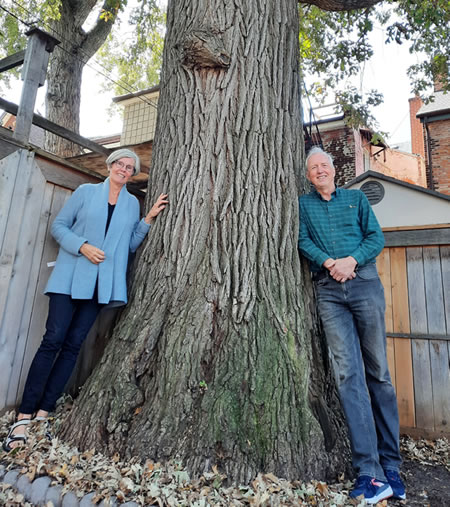 Harbord Village 300-year-old Bur Oak Tree